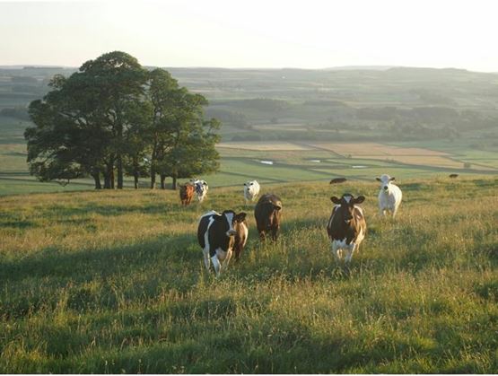Vaches dans un champ