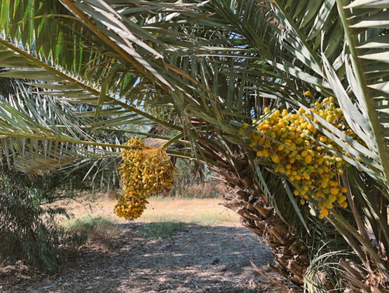 Régimes de dattes mûrissant sur un palmier dattier dans une plantation agricole en plein air.