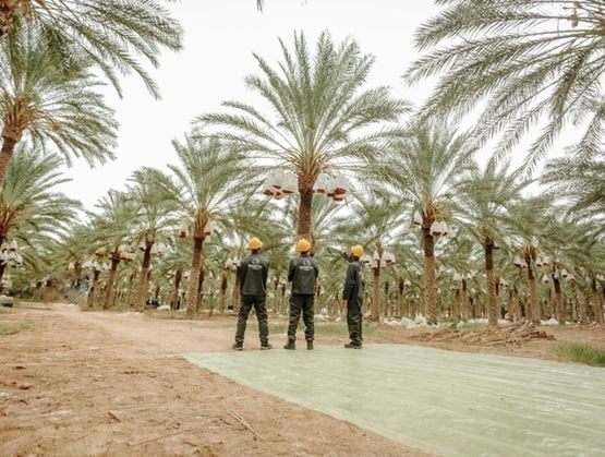 Travailleurs agricoles inspectant une plantation de palmiers dattiers avec des régimes protégés, dans un verger organisé pour la production de dattes.