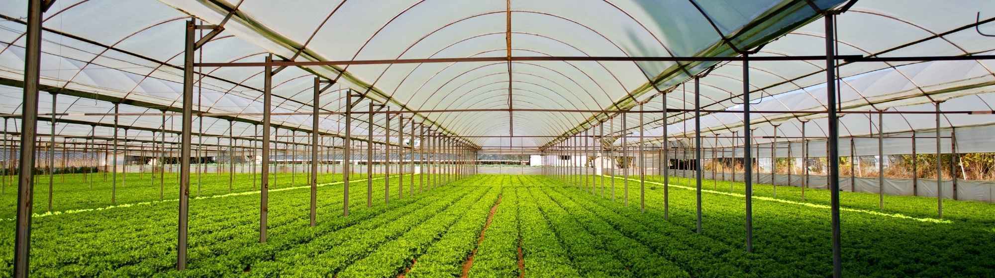 Inside view of an agricultural greenhouse with rows of growing lettuce.
