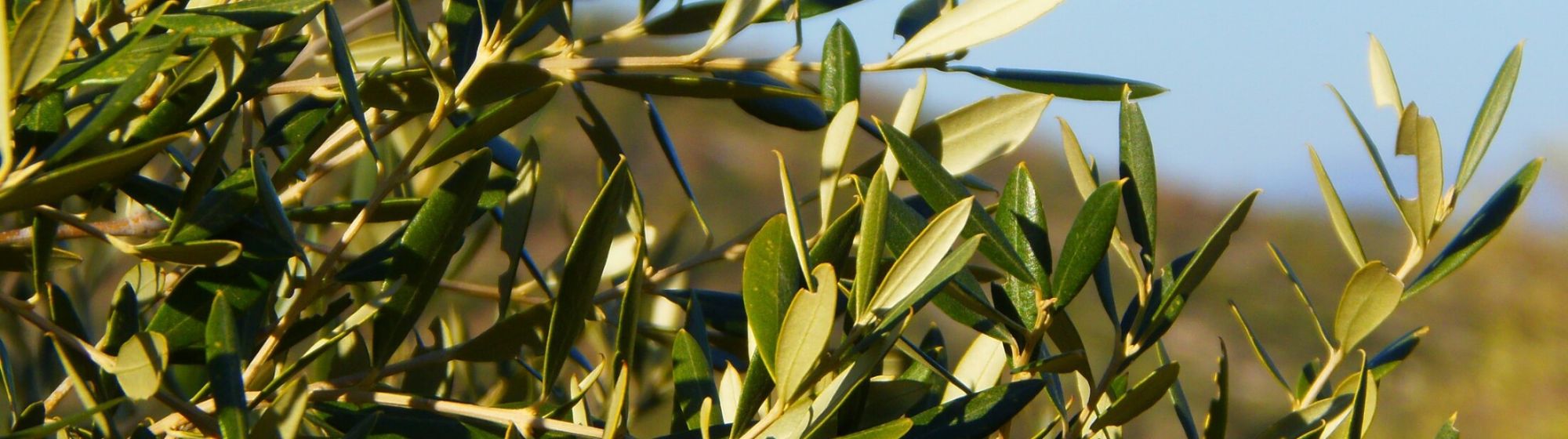 banner title olive day