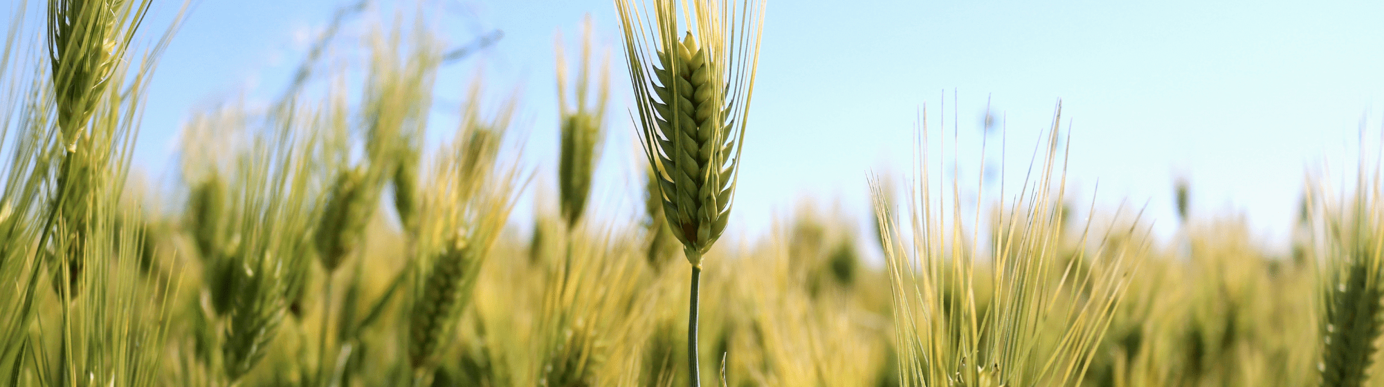 champ de blé