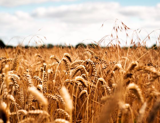 Wheat field