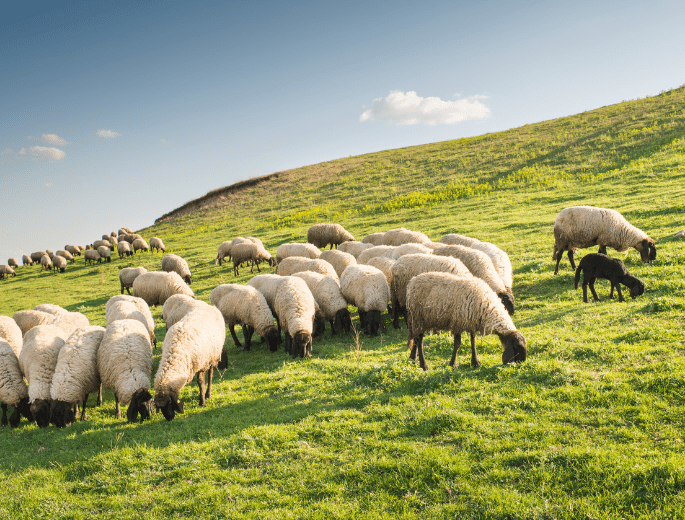 sheep farming