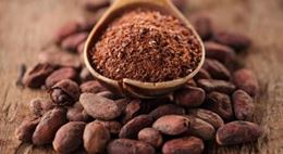 Cocoa powder in a wooden spoon on a bed of cocoa beans.